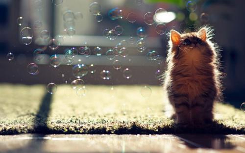 猪是动人的情话