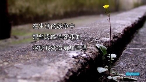 关于生命的文艺句子